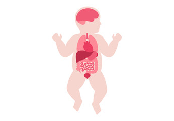 Human internal organs