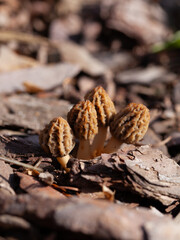 True morel mushroom -  delicious spring fungus, edible delicacy from the garden and woodland.