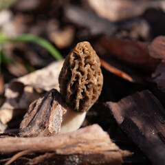 True morel mushroom -  delicious spring fungus, edible delicacy from the garden and woodland.
