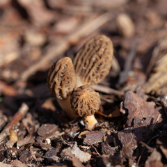 True morel mushroom -  delicious spring fungus, edible delicacy from the garden and woodland.