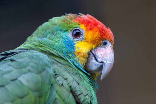 Red-browed Amazon (Amazona rhodocorytha) - Endemic to Brazil's Atlantic forests, near extinction
