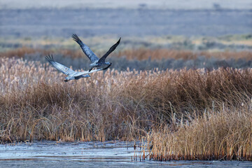 Migrating Greater Sandhill Cranes in Monte Vista, Colorado