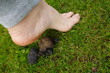 Barefoot about to step on dog excrement in grass