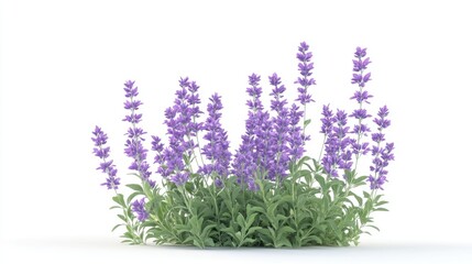 Naklejka premium Vibrant lavender flowers blooming in a lush green pot against a clean white background, perfect for calming decor