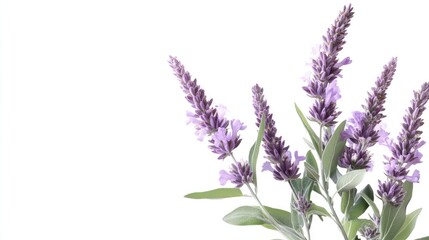 Naklejka premium Beautiful lavender flowers in full bloom against a clean white background, ideal for nature-themed designs