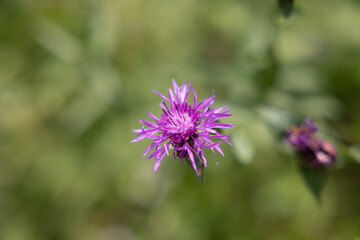 vista macro nel dettaglio in primo piano di un piccolo fiore con sfumature di colore rosa, magenta e viola