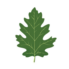 Vibrant Flat Green Leaves Collection with Leaf of Marple Oak Illustration