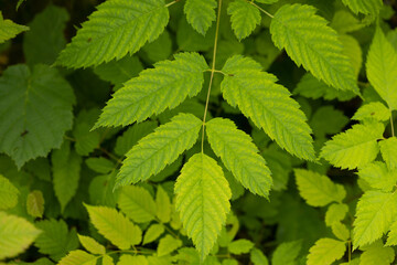 parte di ramo sottile di una pianta con foglie verdi lunghe e dal bordo seghettato