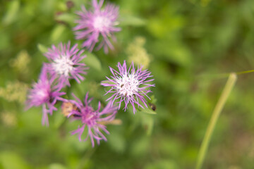 vista macro dei fiori di colore rosa e magenta di una pianta estiva e selvatica, in un ambiente naturale