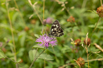 vista macro di una bellissima farfalla gialla e nera e con le ali chiuse, sopra un fiore color magenta, in un campo naturale, in estate