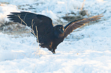 Common raven in the winter