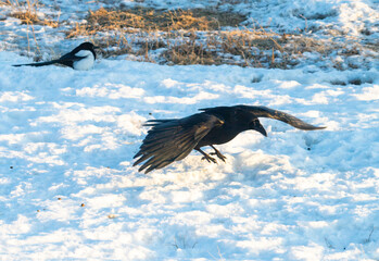 Common raven in the winter