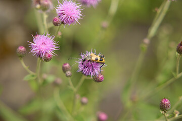 vista macro di un insetto giallo e nero su un fiore rosa, di giorno, in estate, all'aperto, in un ambiente naturale