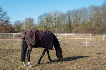Dark horse, covered with a blanket, grazes peacefully in pasture on a cool day