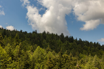 dettaglio di una grande foresta verde lungo i pendii di una montagna, con cielo azzurro e parzialmente nuvoloso, di giorno, in estate