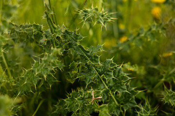 vista macro delle foglie verdi di una pianta piene di spine
