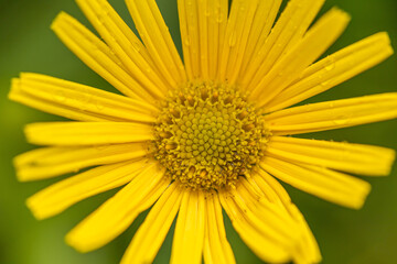 vista ultra macro di un fiore dai petali color giallo