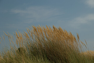 Fototapeta premium cespugli e piante secche e selvatiche di mare, cresciute sulla sabbia in una spiaggia, in estate, con cielo azzurro sullo sfondo, di giorno
