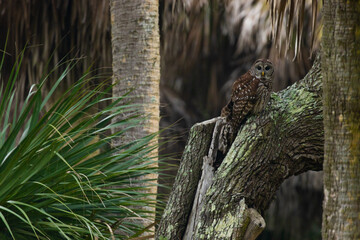 Barred owl stares for prey in maritime forest