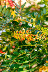 Obraz premium Caesalpinia spinosa pertenece a la familia Fabaceae.