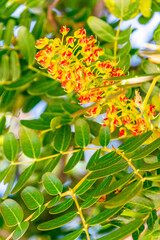 Caesalpinia spinosa pertenece a la familia Fabaceae.
