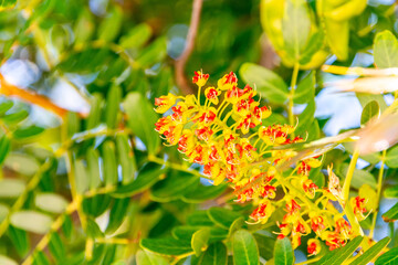 Caesalpinia spinosa pertenece a la familia Fabaceae.