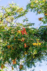 Caesalpinia spinosa pertenece a la familia Fabaceae.