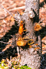 Caesalpinia spinosa pertenece a la familia Fabaceae.