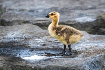 Canada  goose goosling drinking water from a small puddle on a stone