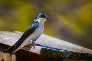 Tree swallow perched on the top of nest box