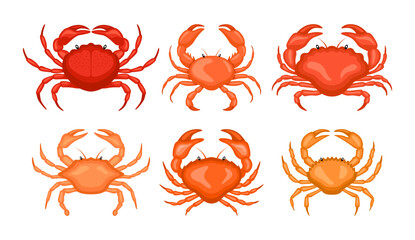Crabs illustration vector bundle. Cartoon crabs vector set icon. Vector illustration icon crabs on white background. Raw sea animal gourmet food products set