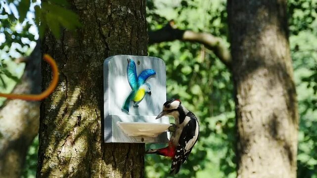 tame woodpecker flies to peck seeds from a feeder