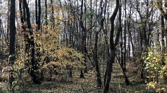 warm sunny autumn day in the forest, yellow leaves