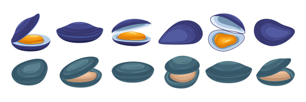 Mussel illustration vector collection. Cartoon mussel vector set icon. Vector illustration icon mussel on white background. Raw sea animal gourmet food products set