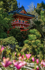 Sakura cherry blossom, San Francisco Golden Gate Park Japanese Tea Garden pagoda