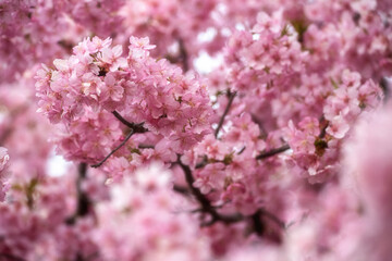 茨城県桜川市　雨引観音の河津桜
