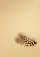 Small spotted quail feather on bright beige background.
