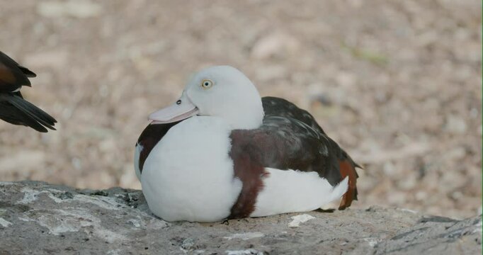a radjah shelduck sitting on the ground at the bundaberg botanic gardens in queensland, australia