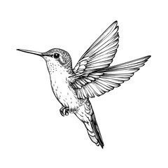 Obraz premium Elegant Hummingbird in Flight on White Background