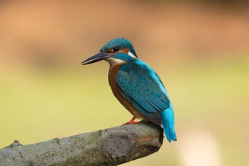 Obraz premium A photograph of a small bird, specifically a kingfisher, perched on a branch in a natural setting. the bird is positioned in the center of the image, with its full body facing the viewer and its beak 