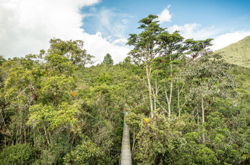 A dense rainforest in the Peruvian Amazonia with a wooden bridge with a clear sky over above.