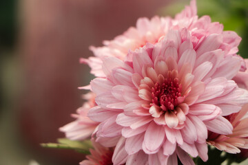 Pink Chrysanthemums in the autumn garden .Background of many small pink flowers of Chrysanthemum. Beautiful autumn flower background. Chrysanthemums Flowers blooming in garden.