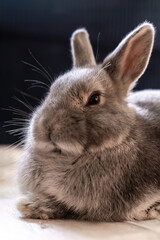 Concept of calmness: gray rabbit sits quietly, gazing serenely with calm and relaxed expression. Bunny long whiskers frame its gentle face, evoking sense of peace and tranquility.