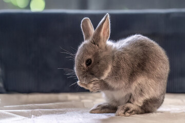Cute dwarf rabbit is enthusiastically washing its face with its front paws. Concept of natural...