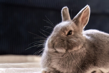 Obraz premium Gray rabbit sitting and gazing with calm and relaxed expression. Bunny fur appears fluffy and well-groomed, with long whiskers extending from its small face. Pet care and companionship