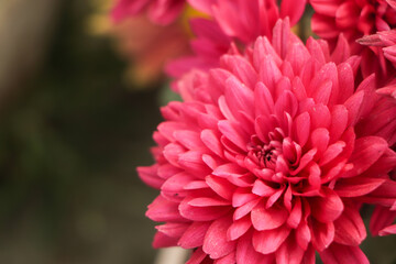 Pink Chrysanthemums in the autumn garden .Background of many small pink flowers of Chrysanthemum. Beautiful autumn flower background. Chrysanthemums Flowers blooming in the garden