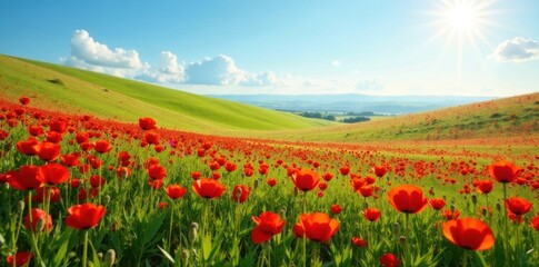 Rolling meadow ablaze with scarlet poppies under a clear sky , meadow, scenic