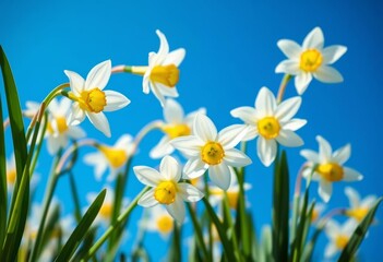 Fototapeta premium Delicate white narcissus flowers gracefully float against a vibrant blue sky, backdrop, stock photo