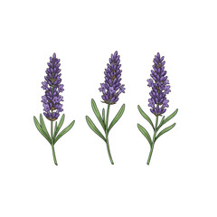 Obraz premium lavender isolated on white background