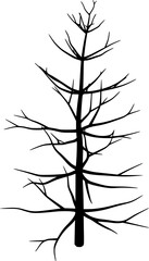Dead tree silhouette